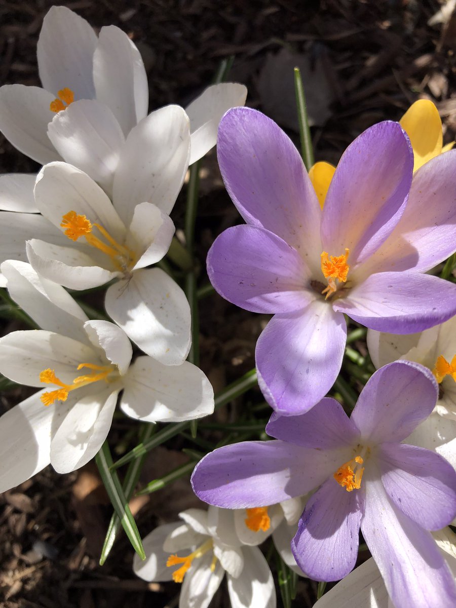 PatriciaHooperA's tweet photo. Welcome back flower colours! You’ve been missed. #NLspring #crocus https://t.co/f4rok1SEFj