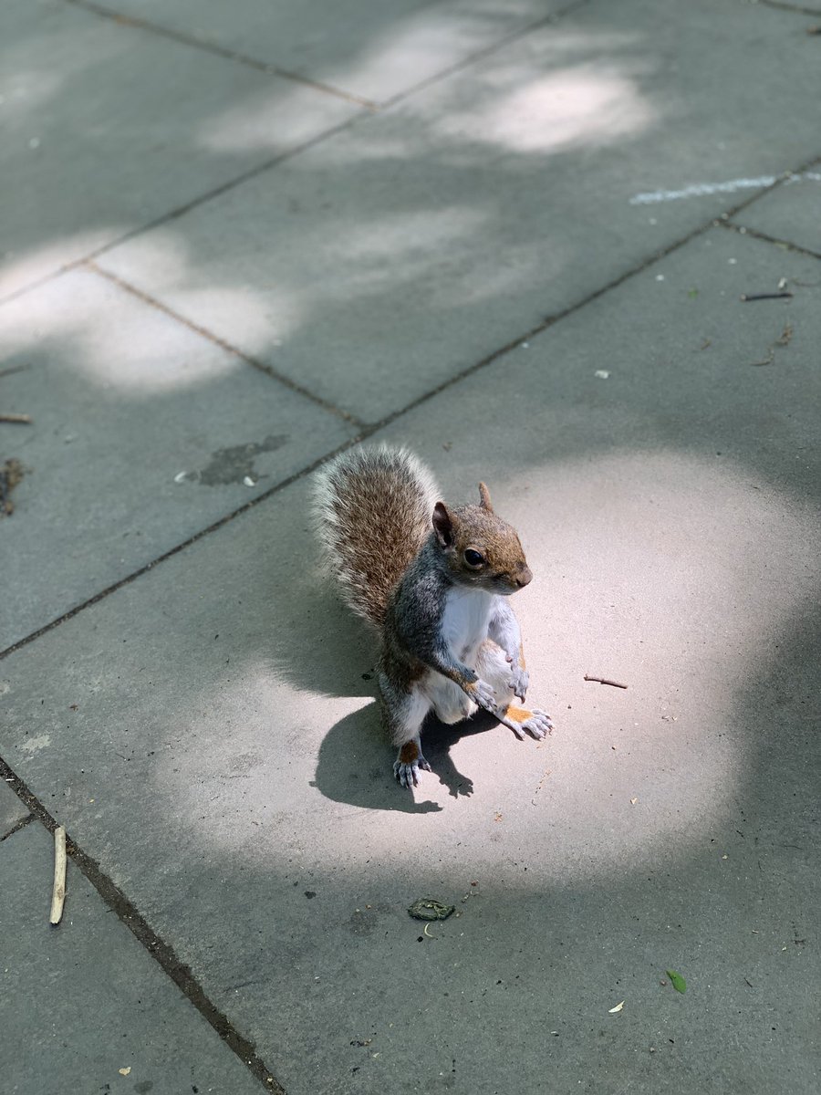 currently at the park &amp; i think this squirrel is trying to communicate with me