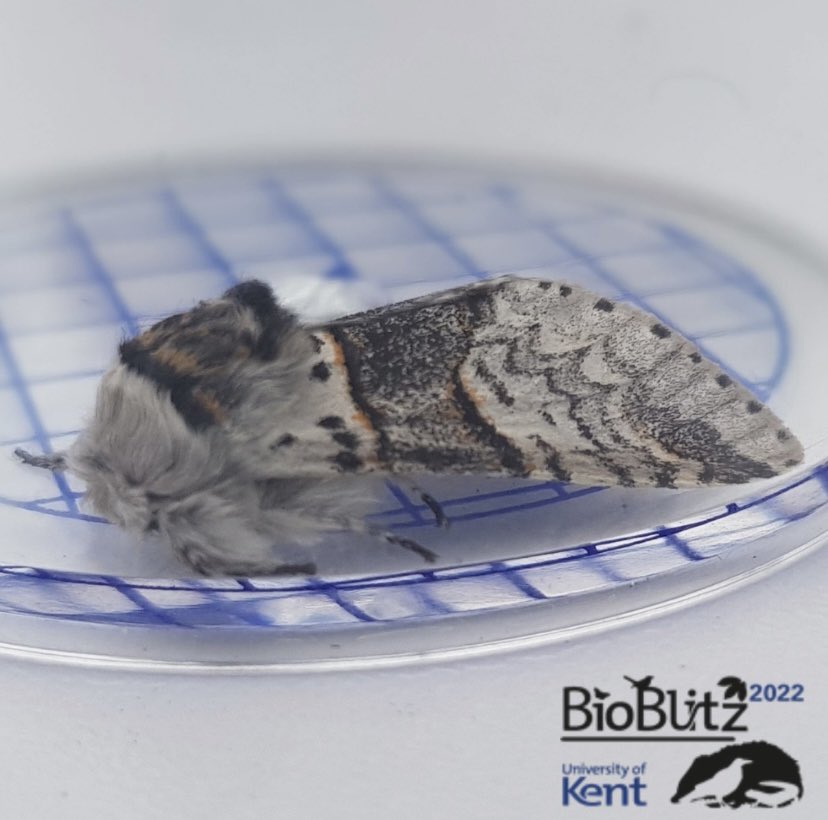 UoKBioBlitz's tweet photo. Attention to all who are excited for BioBlitz 2022! Keep your eyes peeled this week for the eventbrite link release! 🥳
When this link is posted you will be able to book for free on to any surveys you would like to attend! So make sure to book your slot to ensure a place🦔🦎🌿 https://t.co/Pk9N0Roisc