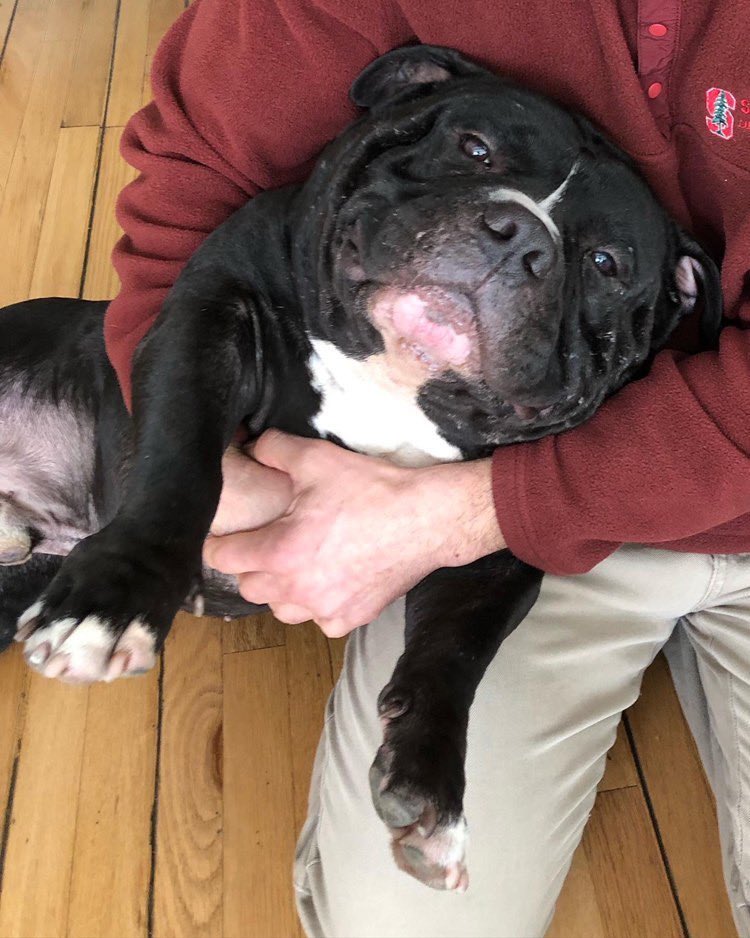 medium sized black pitbull leaned back into the arms of his human. they are hugging him tightly as he looks up at the camera. the true girth of his neck is being revealed