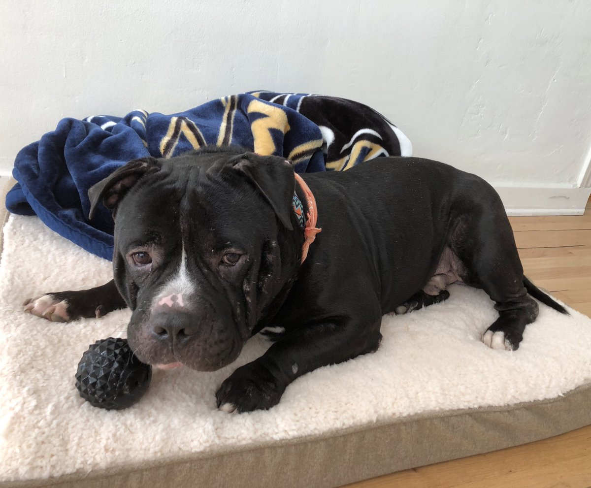 medium sized black pitbull lying on a white fluffy bed. he is an incredibly beefy boy. there is no taper from his shoulders to his neck to his head, just so thick. he looks a little upset that i’m sharing this story with you