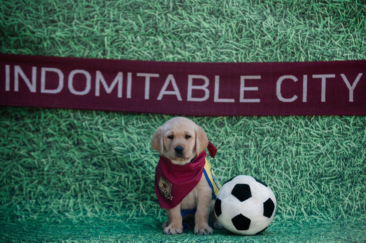 InDOMitablePup's tweet photo. Exciting news! After over 2 years of training, I will be graduating this Saturday as a @canineorg Service Dog! Watch me graduate at 11 am! https://t.co/0gW01FAl2x https://t.co/b1ckdlJhpK