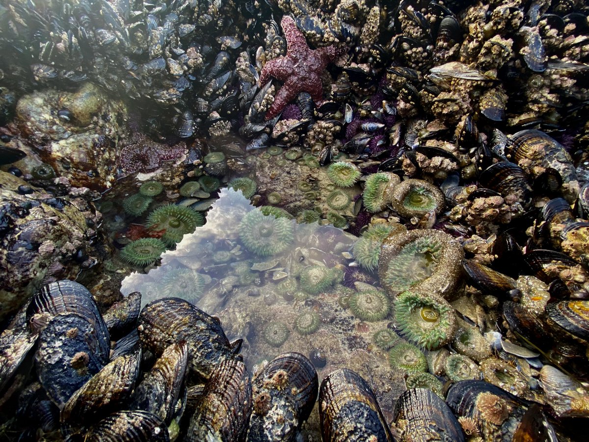 limpetsnews's tweet photo. If you needed a dose of the magical wonder that is the intertidal...well....here you go!
#ochreseastar #anemones #californiacoast #california #marineprotectedareas #limpetsmonitoring #citizenscience #communityscience https://t.co/MEUsbIDjyG