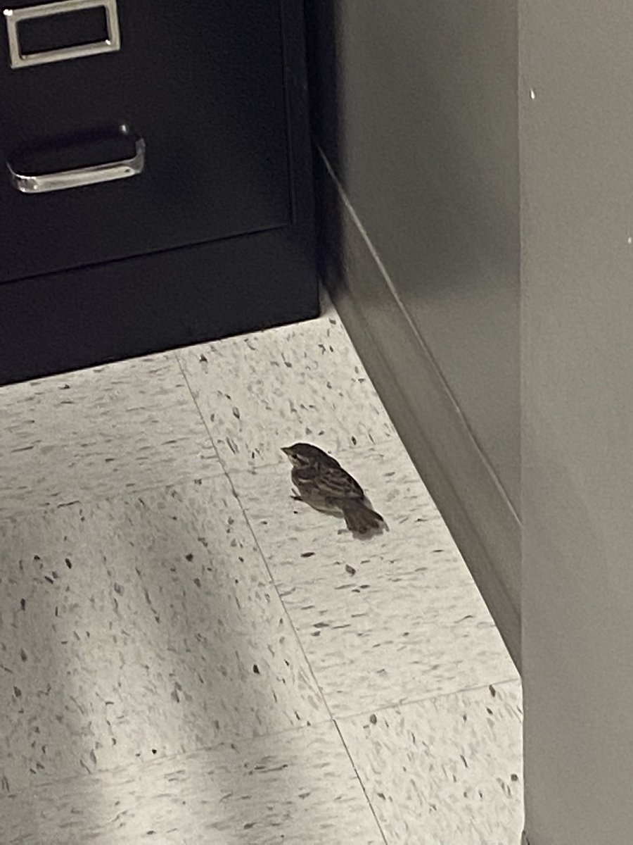 HealthcareKy's tweet photo. Bird in da classroom, what will he learn? https://t.co/ECFVC2S9jX