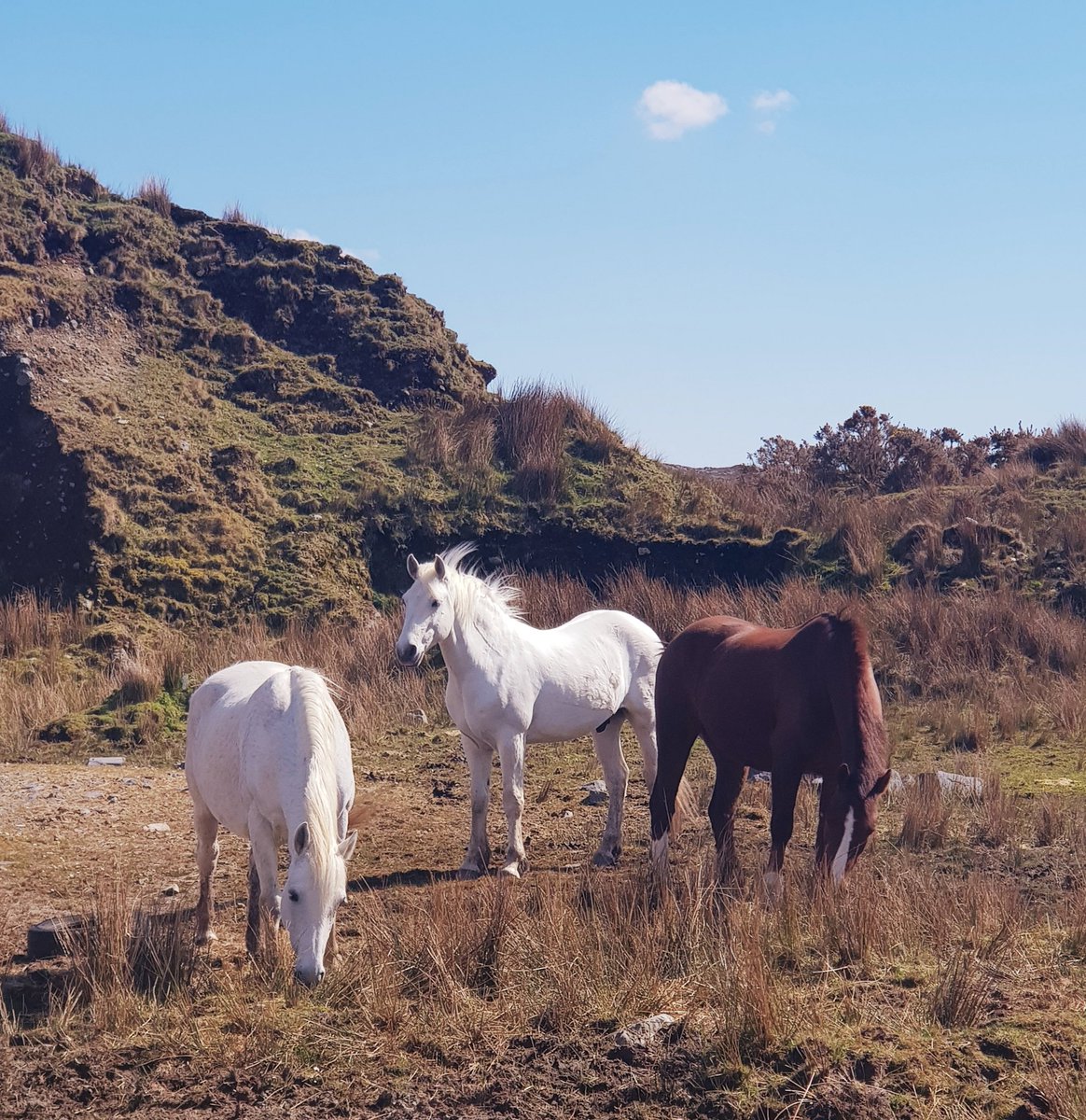 lesaylmer's tweet photo. Beauties captured whilst running #Connemarathon 2022 #running #westcoast #connemara #horses #Ireland @Connemarathon https://t.co/lHIQabiJq2