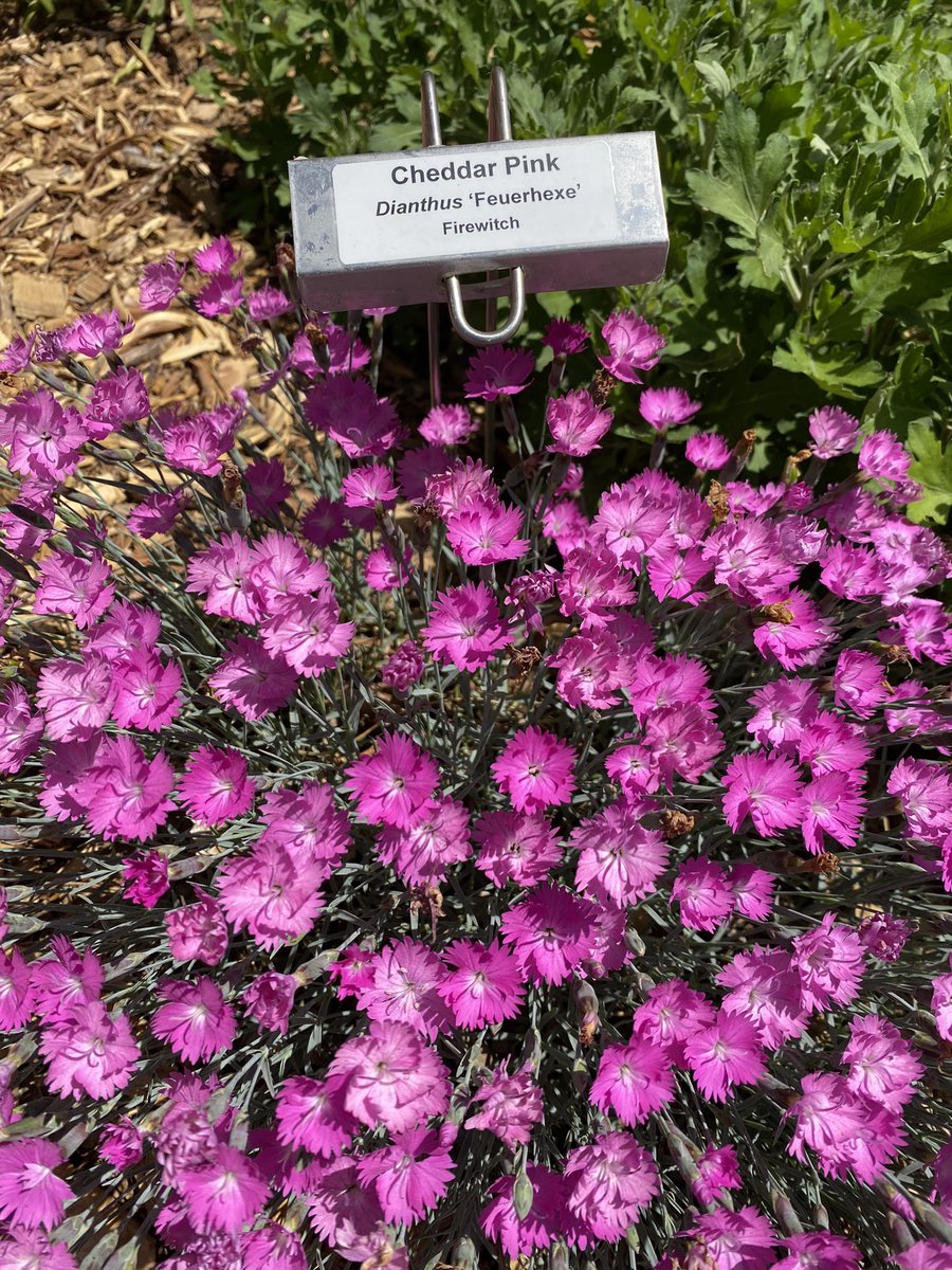 WaterSmartHays's tweet photo. The WaterSmart Perennial Demo Garden is coming to life!  If you haven’t, swing by the corner of 6th and Main to check out what’s blooming! #PlantsForHays #WaterSmartLandscaping https://t.co/QpJOGGMoDF
