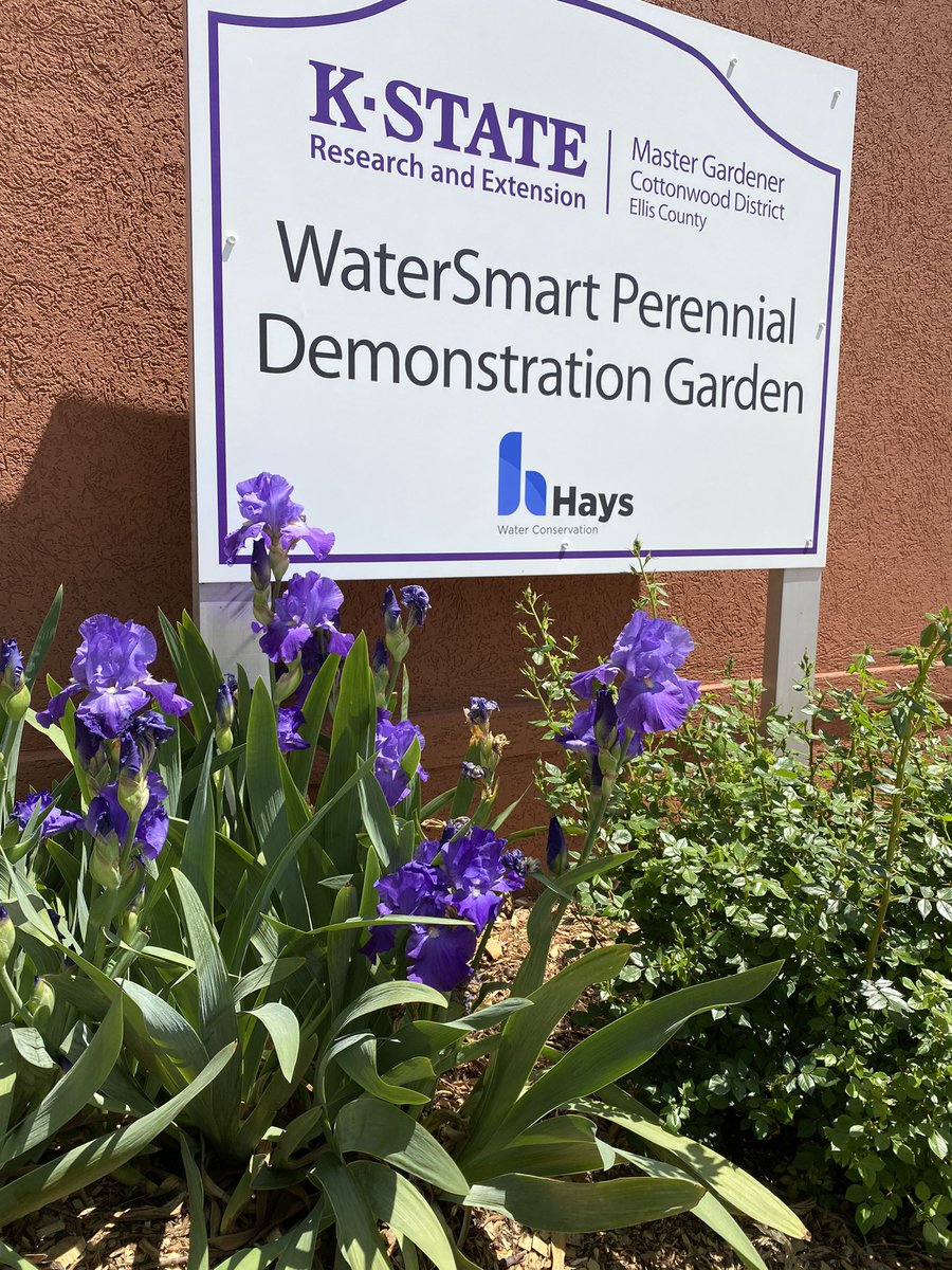 WaterSmartHays's tweet photo. The WaterSmart Perennial Demo Garden is coming to life!  If you haven’t, swing by the corner of 6th and Main to check out what’s blooming! #PlantsForHays #WaterSmartLandscaping https://t.co/QpJOGGMoDF