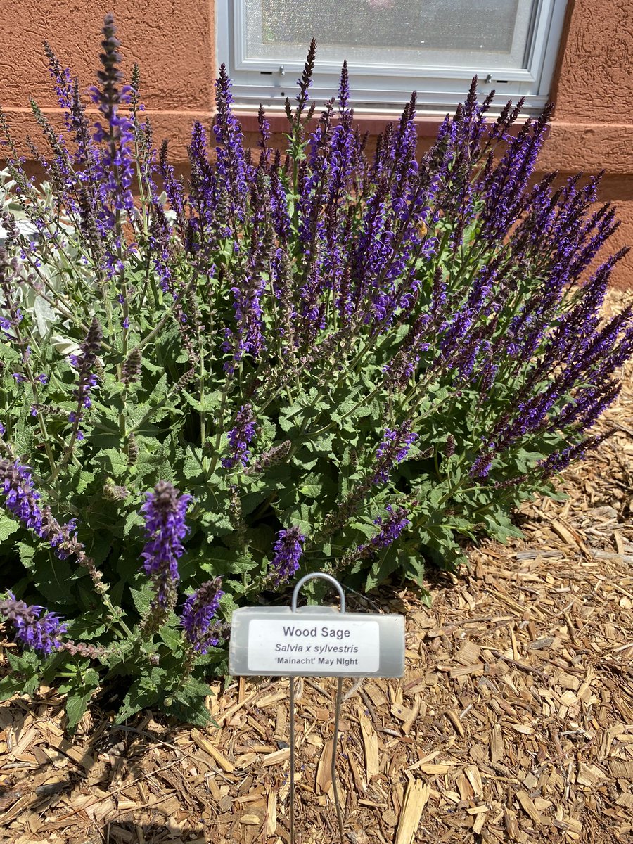 WaterSmartHays's tweet photo. The WaterSmart Perennial Demo Garden is coming to life!  If you haven’t, swing by the corner of 6th and Main to check out what’s blooming! #PlantsForHays #WaterSmartLandscaping https://t.co/QpJOGGMoDF