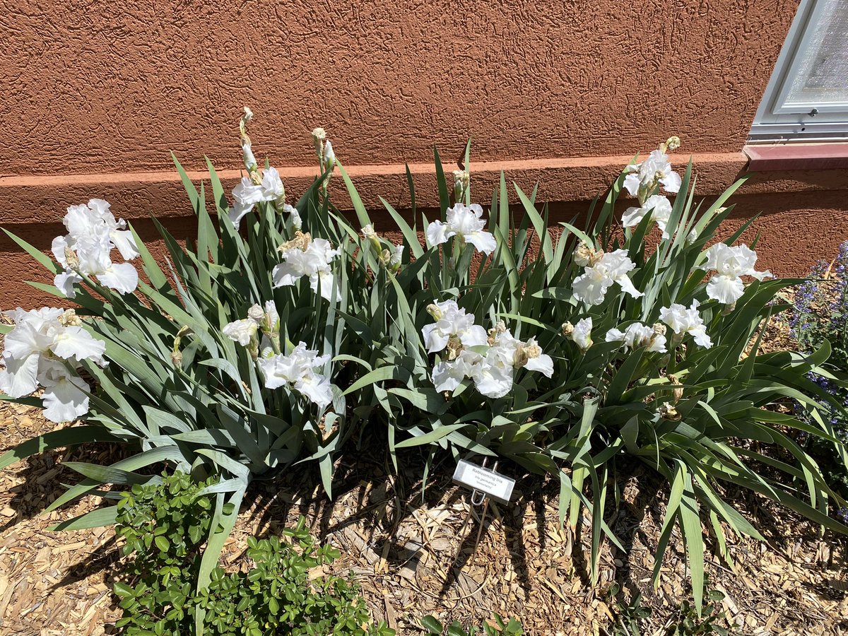 WaterSmartHays's tweet photo. The WaterSmart Perennial Demo Garden is coming to life!  If you haven’t, swing by the corner of 6th and Main to check out what’s blooming! #PlantsForHays #WaterSmartLandscaping https://t.co/QpJOGGMoDF