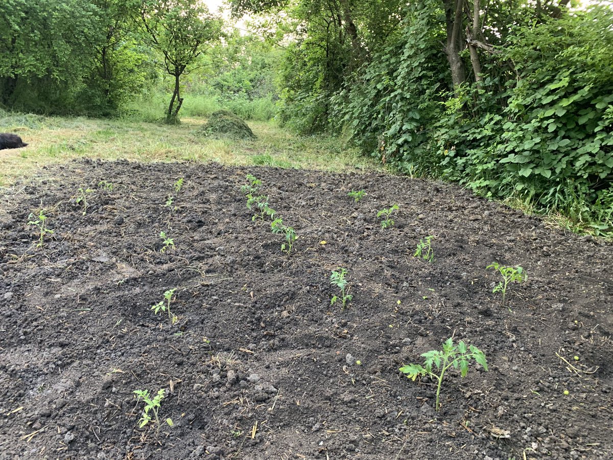 easyrider7od7's tweet photo. Spremljena zemlja i posadjen paradjz od @svetionicar
Samo #organski samo #staresorte
#easygarden 🍅 https://t.co/oZarWCYM4G
