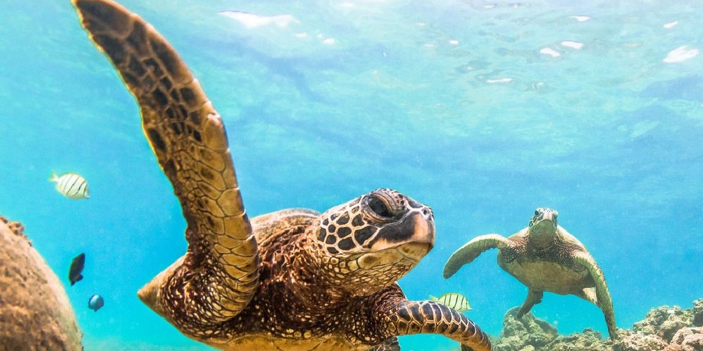 SailorsforSea's tweet photo. 🙌 High Five! It's #TurtleTuesday! The green turtle (Chelonia mydas) is the largest species of hard-shelled turtles, and is the second largest of all sea turtles. They are 3-4 feet long and weigh 300-350 pounds! 
#savetheturtles #skipthestraw #breakfreefromplastic https://t.co/iUjADfPcsI