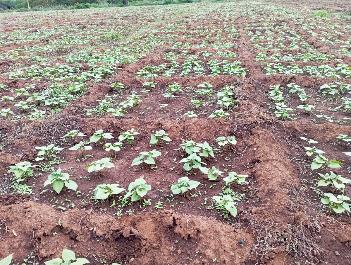 ParisThumi's tweet photo. legume crops have high potential for conservation agriculture, being functional either as growing crop or as crop residue.

#Soil #Soilhealth #Sustainableagriculture #foodsecurity #economicgrowth #Youthinagriculture https://t.co/cKGiyKQgxL