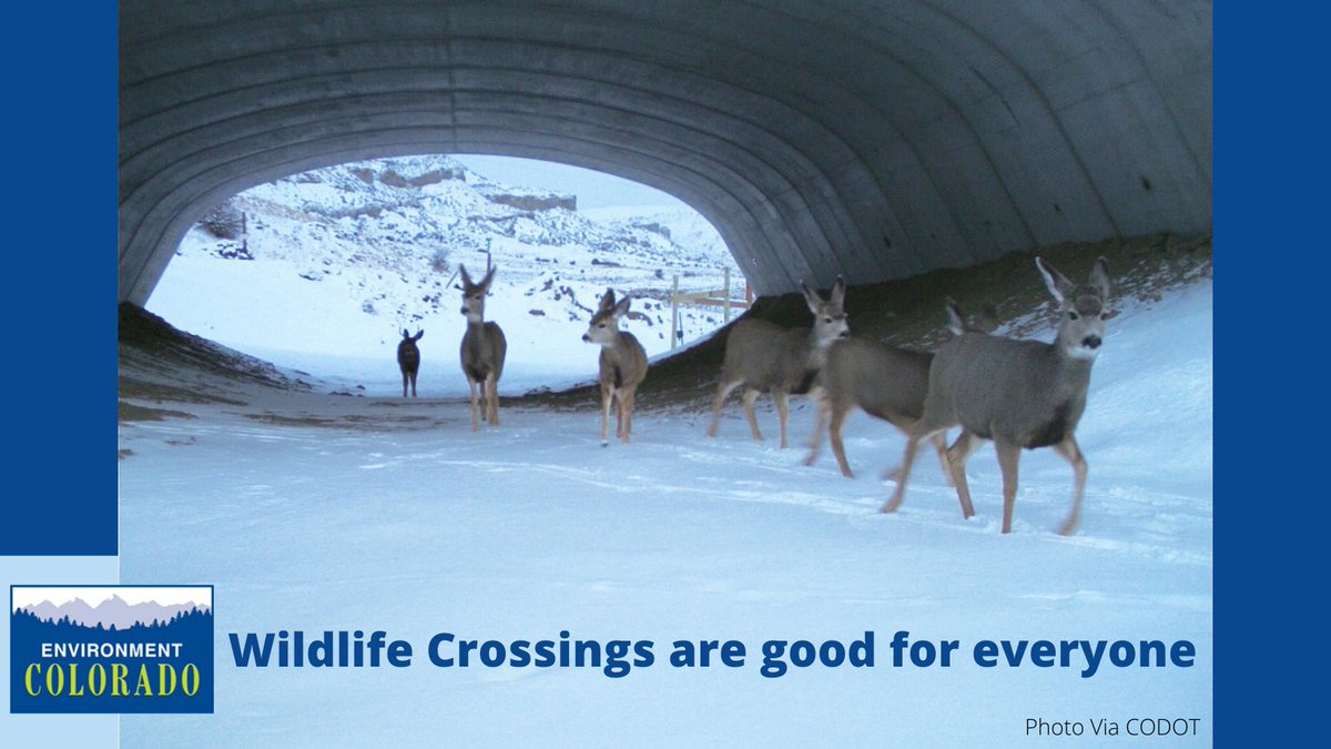 EnvironmentCO's tweet photo. BREAKING: SB151 Safe Crossings For Colorado Wildlife And Motorists has passed the House! Thanks @JessieDanielson @Story4CO @PerryWillHD57 @McCluskieforCO for this step toward #reconnecting nature. #COSafePassages https://t.co/yqC7a5048j