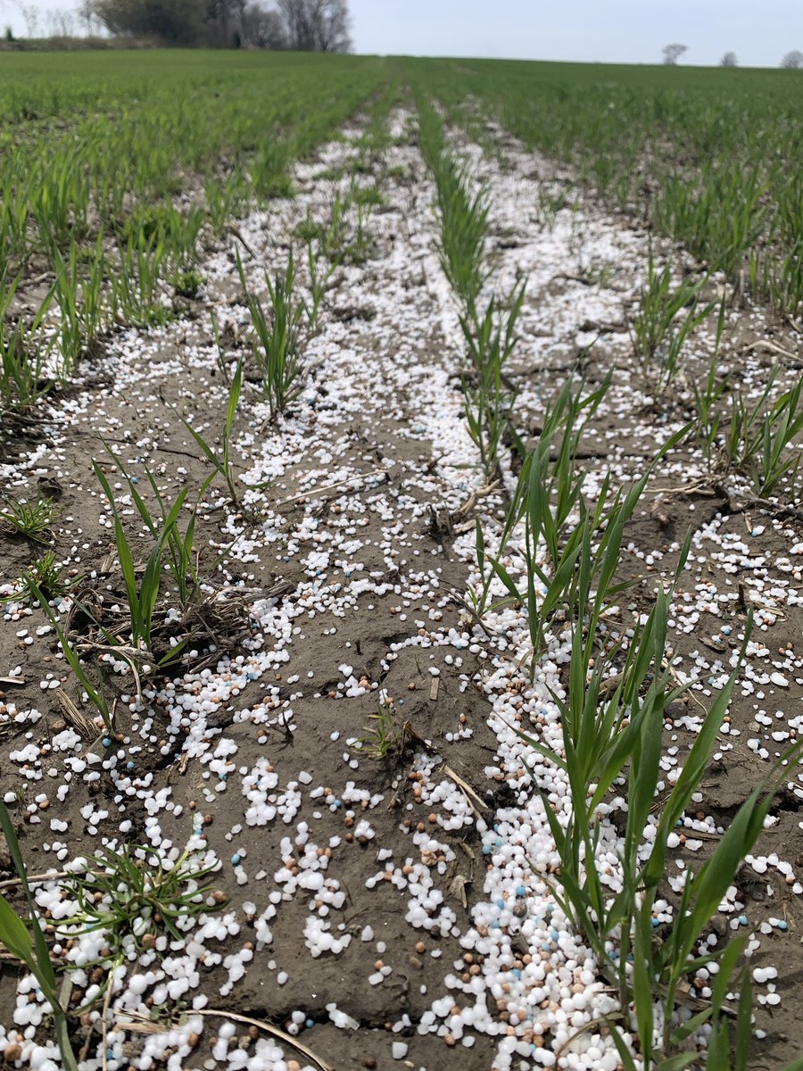 CVP45's tweet photo. This wheat better yield. Am expensive oops. https://t.co/W2sOrrAt6F