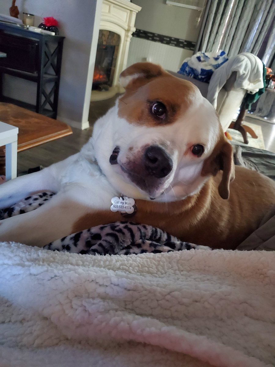 themeannurse1's tweet photo. @DanaPerino Hank says Happy birthday Dana and hello oooh to Percy! https://t.co/gaKRxIqbiY