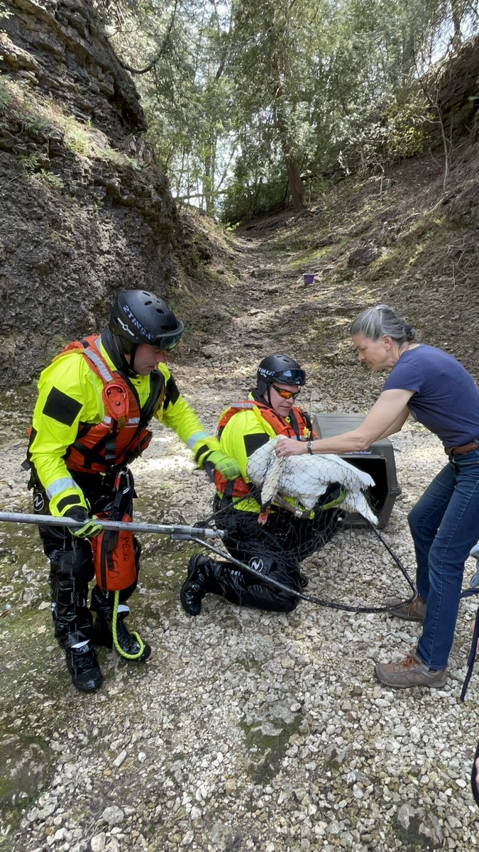 karnDC2's tweet photo. Today CW Fire worked alongside vol’s from the local swan club. FF’s retrieved one of the swans that was unable to navigate the river &amp; return to its nest. A community assistance call that turned into a great training session @CentrWellington @WellyAdvertiser @TheGrand101FM https://t.co/XgFn8BI38G