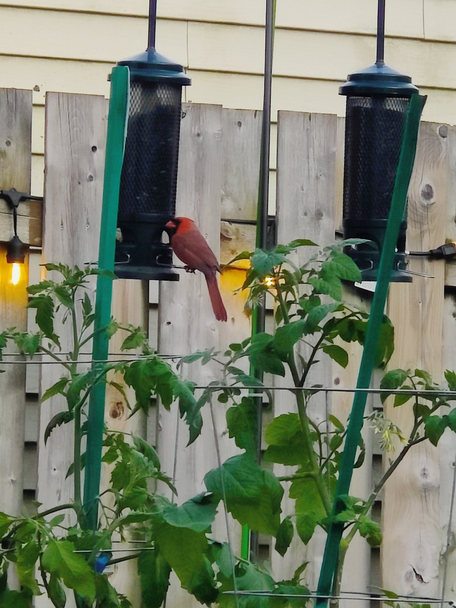 richartier's tweet photo. Dans notre cour présentement. #CardinalRouge https://t.co/Iinf531uLI