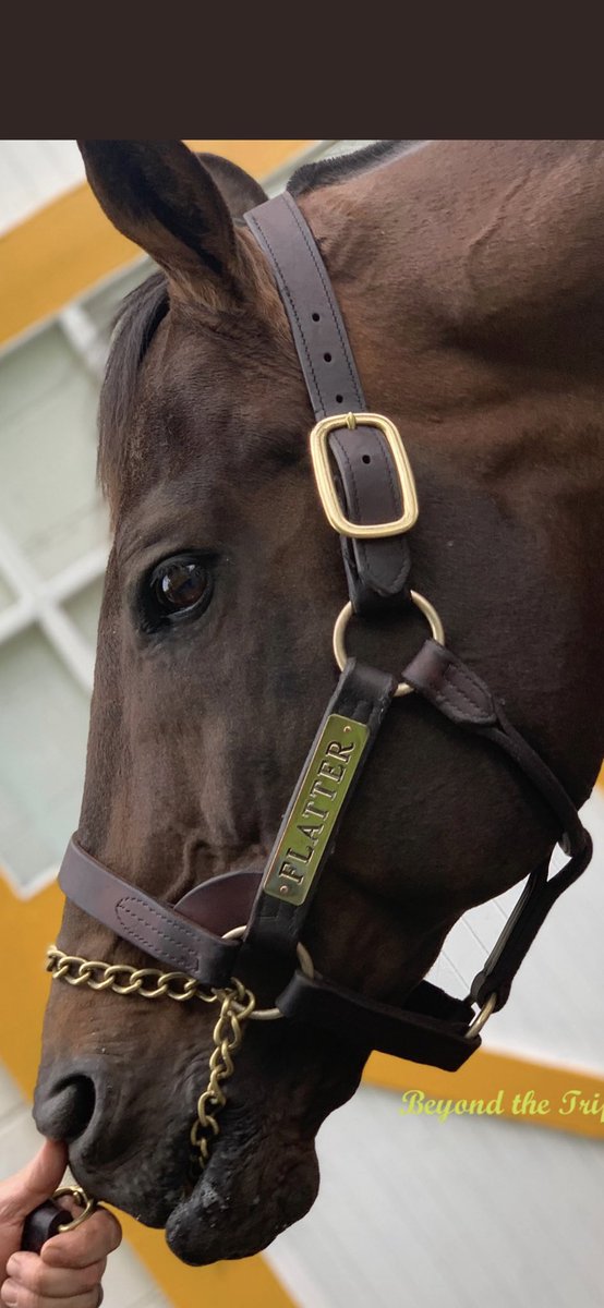 mjlstox1's tweet photo. Sad to hear of the passing of flatter! Sire of #Metaurus One of @ladererstables first thoroughbreds,Who won for us at aqueduct, Belmont and Saratoga! Always rooted for And cheered on all the #flatter babies over the years !! #RIP #Champion https://t.co/faDLaFDkvf
