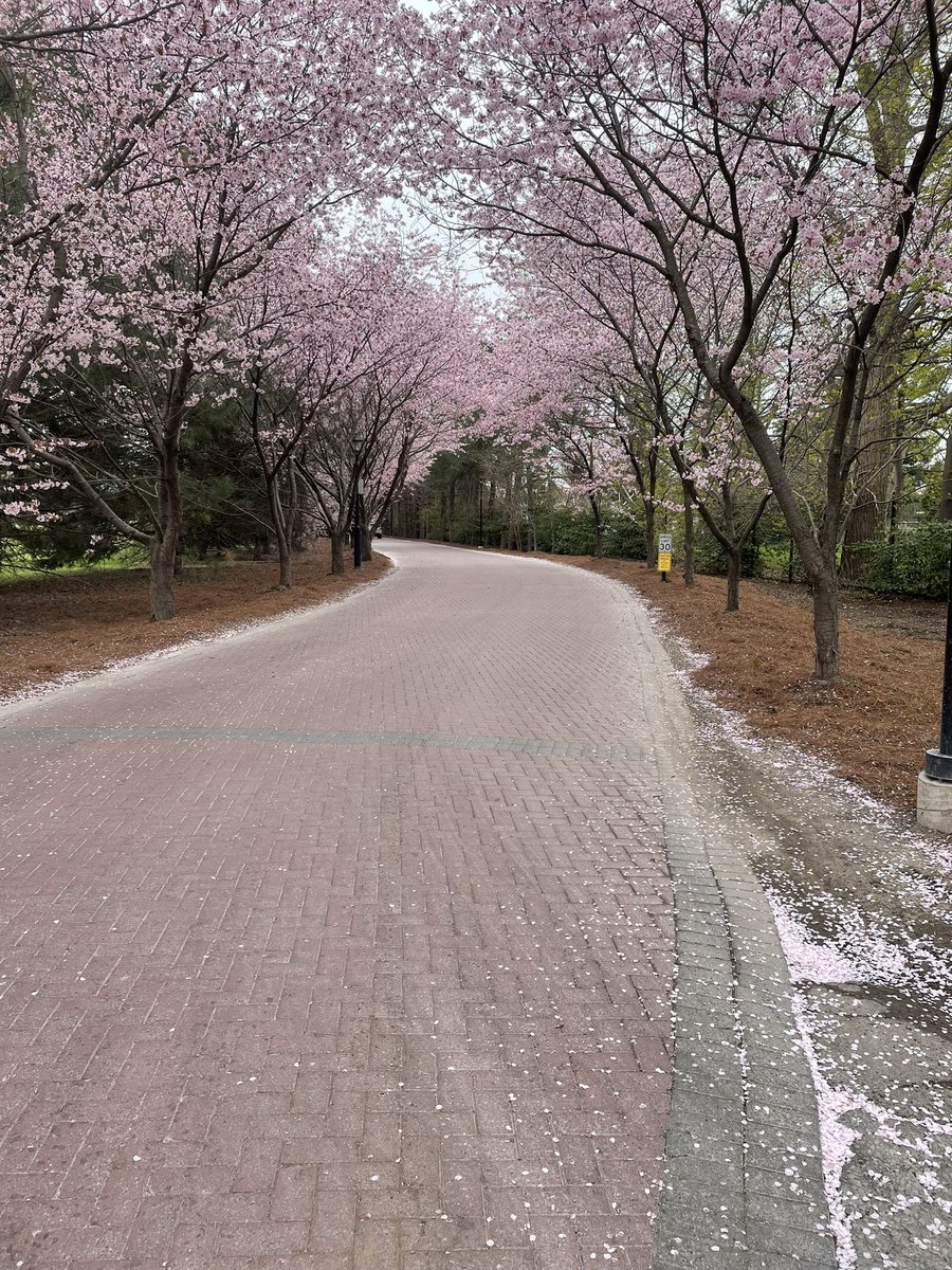 MaxSpolsky's tweet photo. For one week a year this is the best driveway in all the city 😍 Wouldn’t want to be the greens crew on cleanup next week… https://t.co/QOT66BTsgC