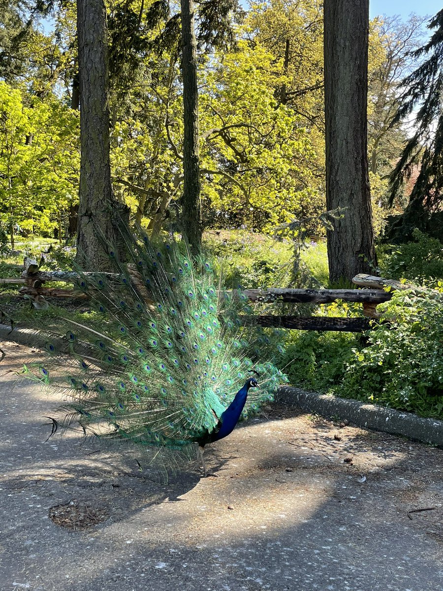 Quote Hailey Dunphy: 
Why is a blue turkey in the yard?! 
Alex: it’s a peacock. https://t.co/I6Mi7fa5Gu