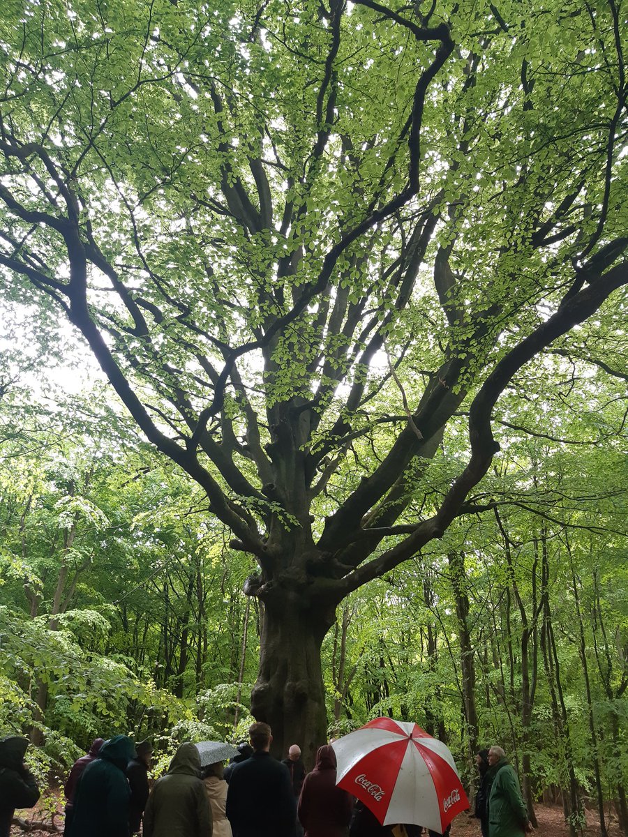 A very special ancient tree that saved a wood. One of the amazing stories shared during @WoodlandTrust #legacy event at Penn Wood. A great day out and chance to personally thank guest for their support for woods and trees