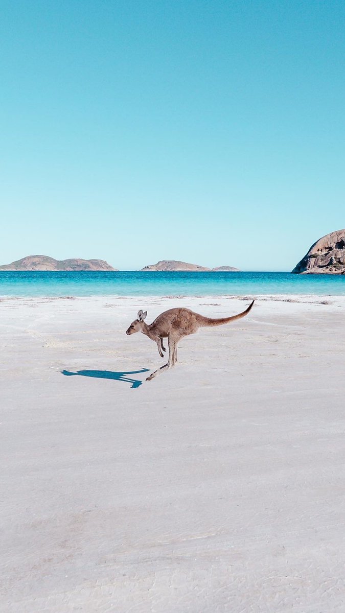 rosslongphoto's tweet photo. GM from @WestAustralia the kangaroos are hopping, skipping and jumping this morning. @Australia https://t.co/j2H5ILH9R4