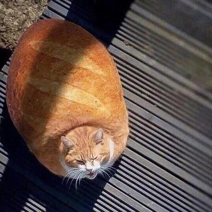StanNajimi's tweet photo. @msgmj8 ⚠️🍞🍞🍞⚠️ https://t.co/tTrEP8Tq3G