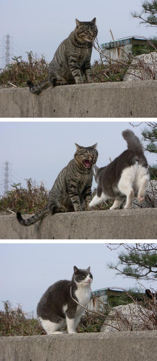 ToopyInc's tweet image. Turf wars