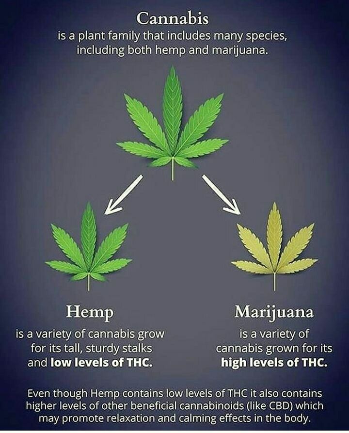 Do you know the difference? :)

#maryjane #indica #sativa #weed #mmj