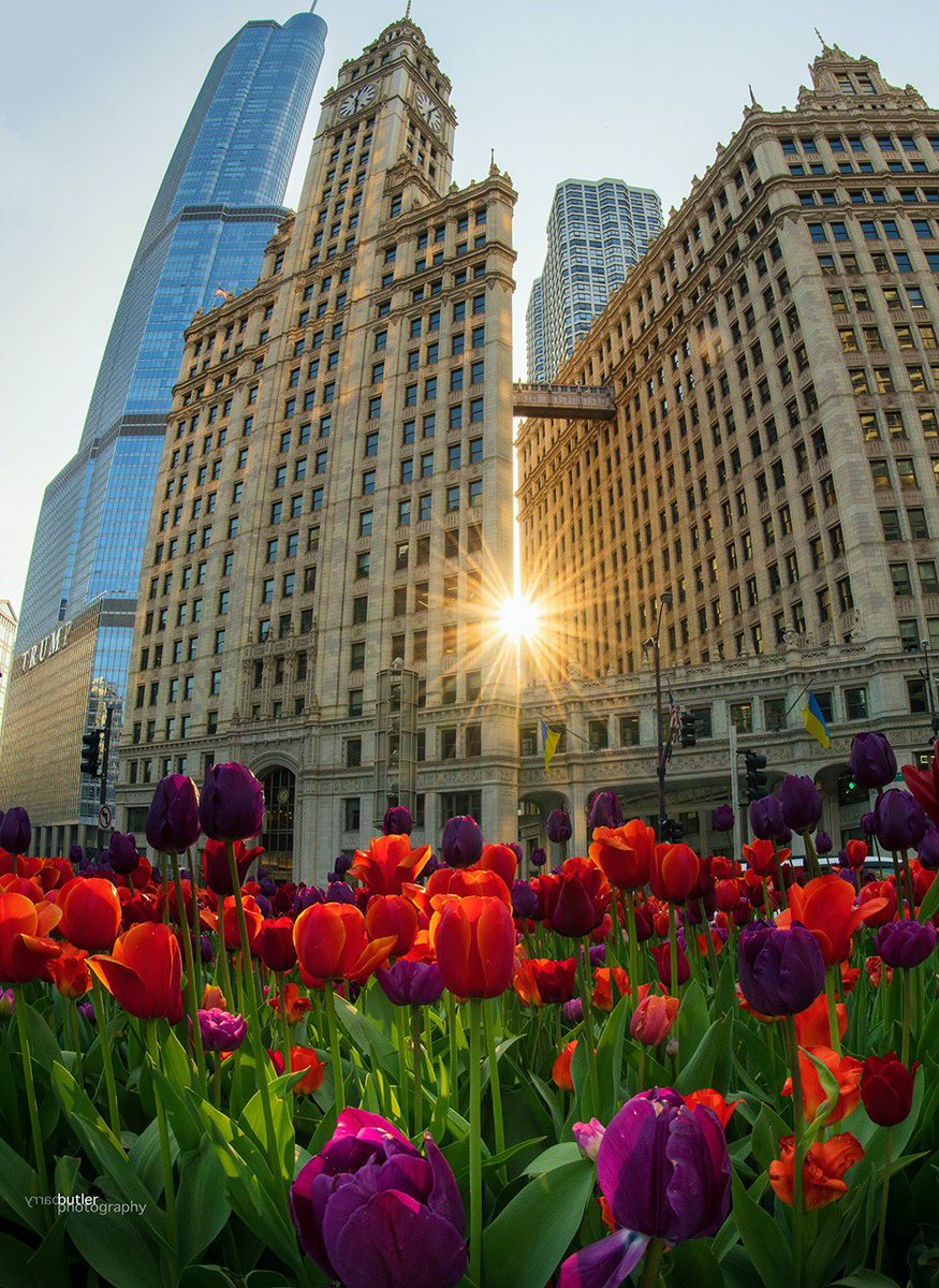 barrybutler9's tweet photo. The highlight of the Mag Mile. Tuesday in the Tulips in Chicago. #weather #news #ilwx #spring #chicago https://t.co/3V1Fllj6lT