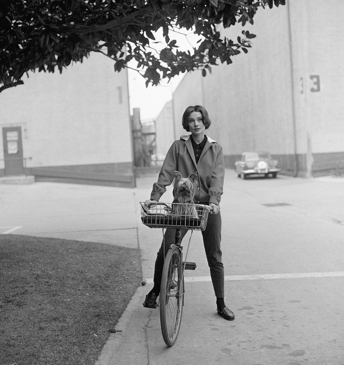 filmes_e_filmes's tweet photo. Audrey Hepburn fotografada por Sid Avery com seu yorkshire 'Mr Famous' nos estúdios da Paramount em 1957.❤️🎥🐕
#audreyhepburn #mrfamous #sidavery #paramount https://t.co/PqDrVtPnTQ