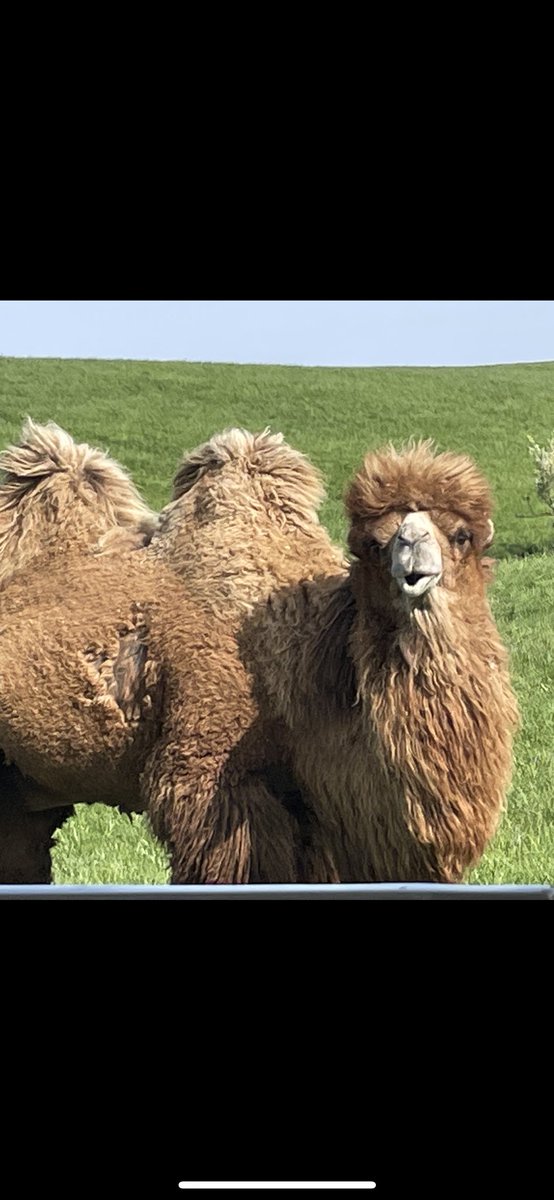 mrsjodineff's tweet photo. This is always one of my favorite days of the year! The tour guides were so complimentary of the behavior of our kids and how knowledgeable they were about the animals. We appreciate every single person that helped to make this trip possible! 
💙🐾💙 @Cambridge_CS @CMSBOBCAT https://t.co/0qKQJk8XGt