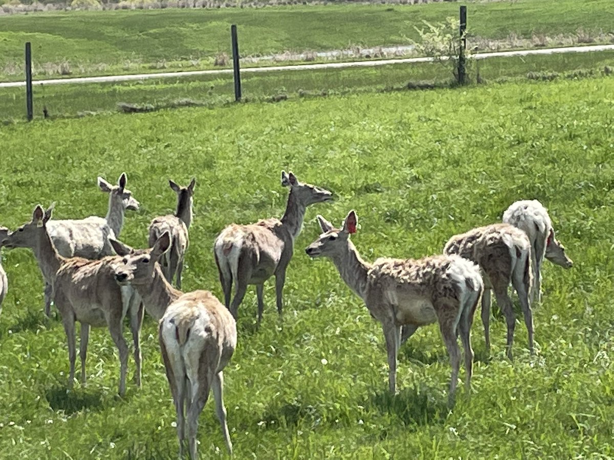 mrsjodineff's tweet photo. This is always one of my favorite days of the year! The tour guides were so complimentary of the behavior of our kids and how knowledgeable they were about the animals. We appreciate every single person that helped to make this trip possible! 
💙🐾💙 @Cambridge_CS @CMSBOBCAT https://t.co/0qKQJk8XGt
