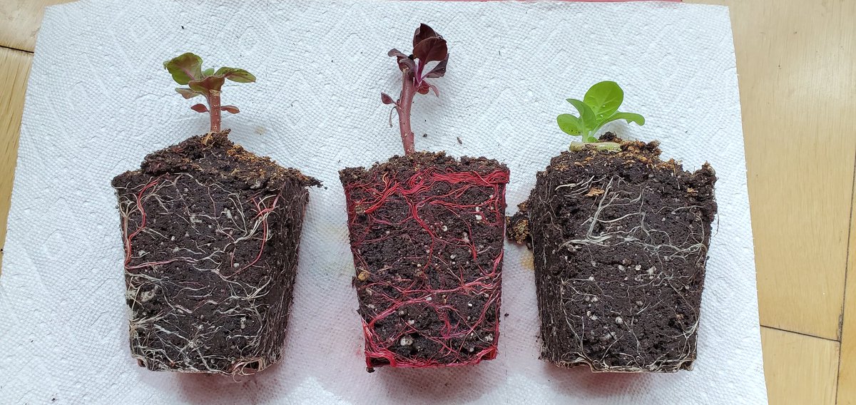 Sebastian S. Cocioba🪄🌷 tweet media