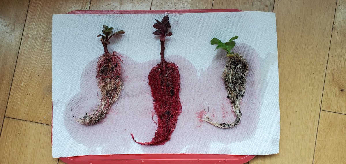 Sebastian S. Cocioba🪄🌷 tweet media