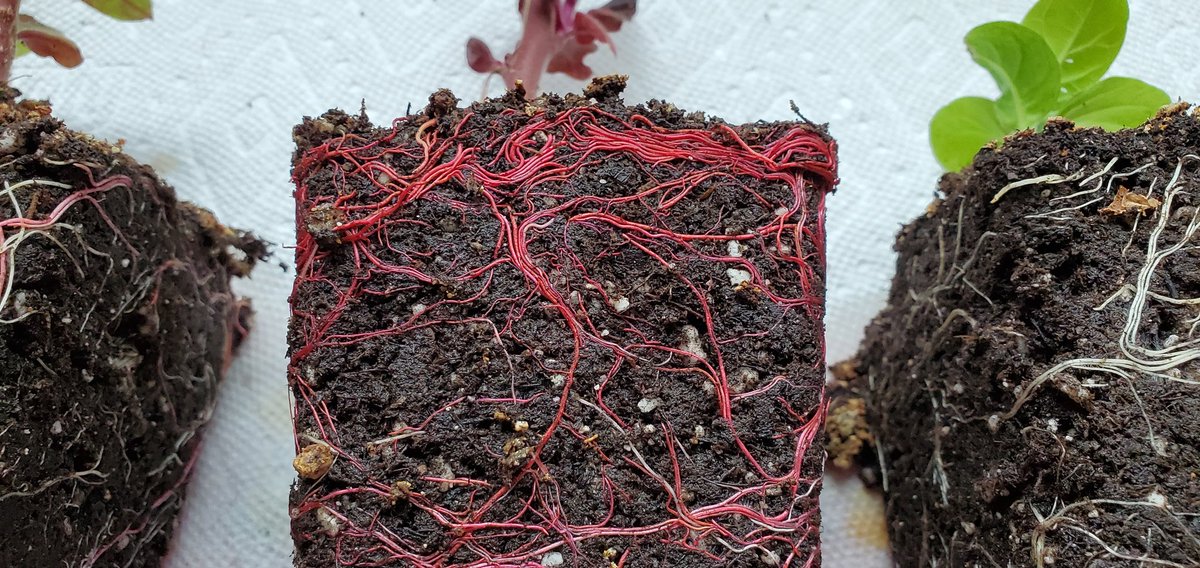 Sebastian S. Cocioba🪄🌷 tweet media