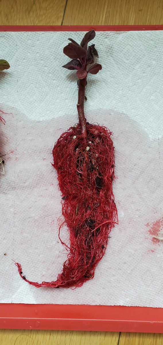 Sebastian S. Cocioba🪄🌷 tweet media