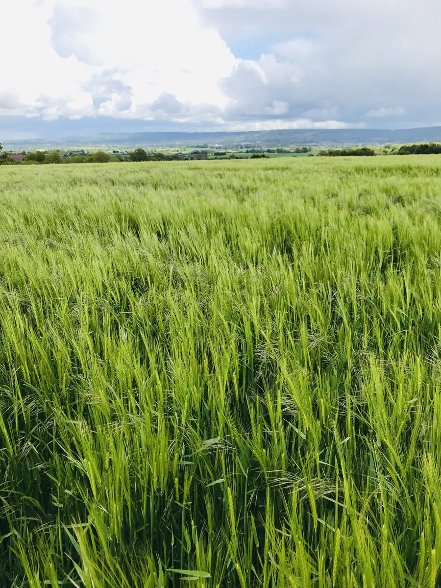jobs.nhs.uk/xi/vacancy/917…. SomersetFT paediatric department are on the search for a consultant colleague with an interest in adolescent &amp; integrative mental health 🙌. Come and join us, we are a super friendly team with lots exciting plans! Not to mention beautiful countryside!
