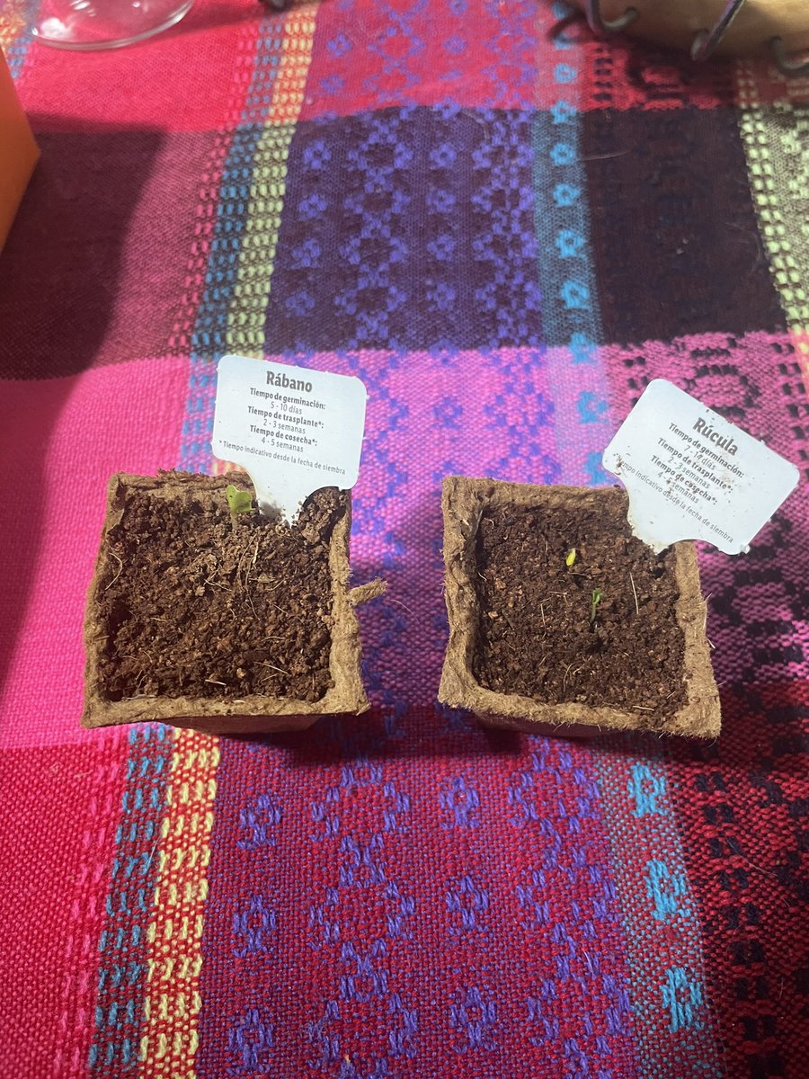 A.Negrin tweet media