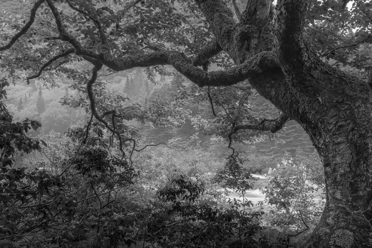 PhotoPlaceVT's tweet photo. "Brocéliande Tree" © Alain Desmeules
from the exhibit Quiet Landscape. To view all the selected images please follow the link. https://t.co/x5FKzp4MXG

#quietlandscape #landscapephotography #photoplacegallery #fineartphoto #bwlandscape #bwphotography https://t.co/v6JAIM02CL