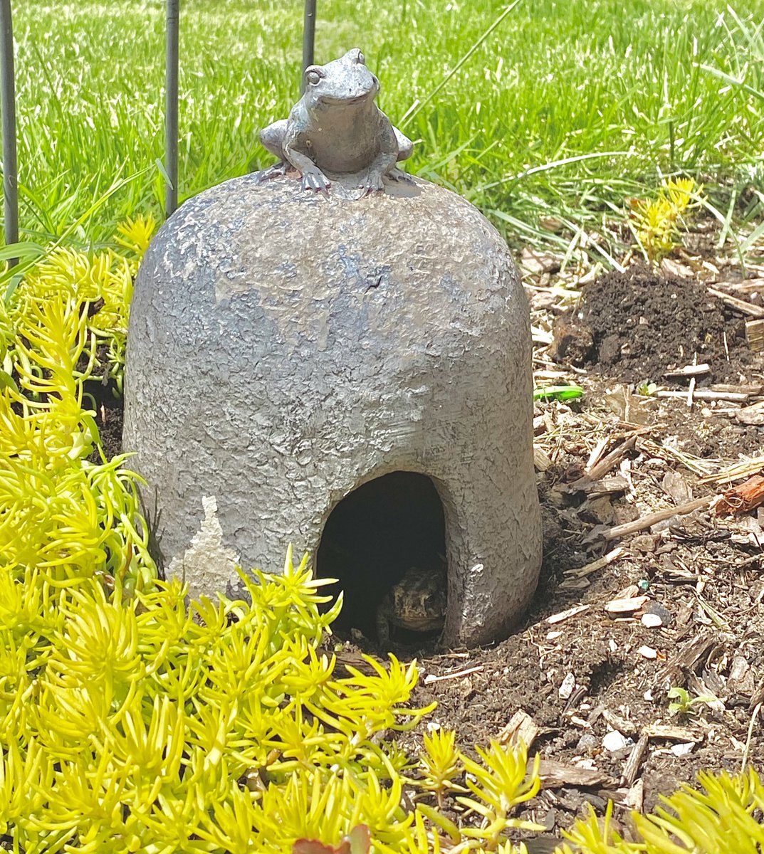 graces_O1's tweet photo. Putting all of my resources and energy into the toad hut this summer https://t.co/FyfD4X4EkM