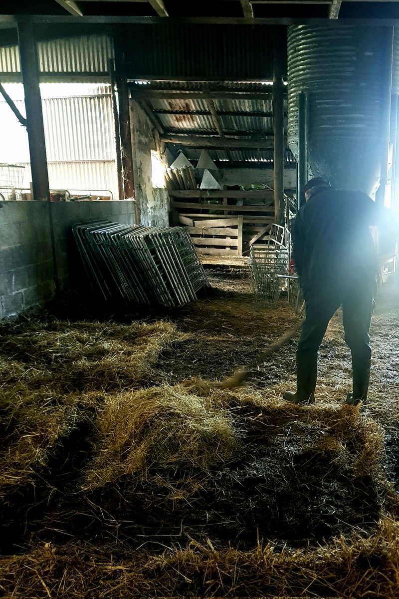 SineadAColeman's tweet photo. Spent the morning shovelling sheep s**t with my 83 yo Dad. Embarrassingly for me, he cleared probably twice as much as me 🙈#somemanforoneman #verysuccessfulageing #countrygirlatheart https://t.co/3AebMM2IN4
