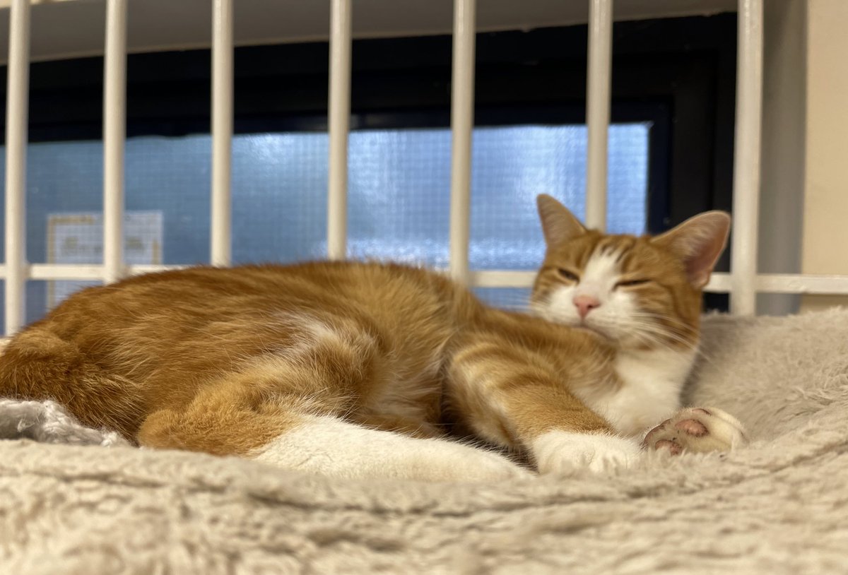 TheStourbridge's tweet photo. Night night sweet dreamies 

The most painful thing is losing yourself in the process of loving someone too much, and forgetting that you are special too.
-Ernest Hemingway 

#cats #CatsOfTwitter #CatsOnTwitter https://t.co/4FHneHzu1g