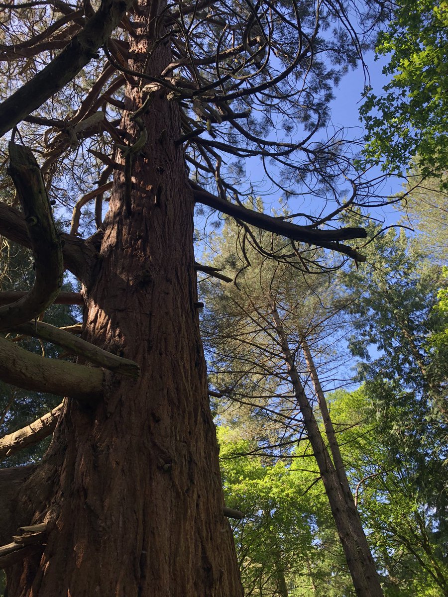 karin_stowell's tweet photo. Great to join the nature and wellbeing walk for young people this afternoon with Avon Gorge and downs project one of the projects funded by Coop membership #biodiversity @Coop_Melo @DallimoreJade #nature #ItsWhatWeDo https://t.co/XrsjVpYSoX
