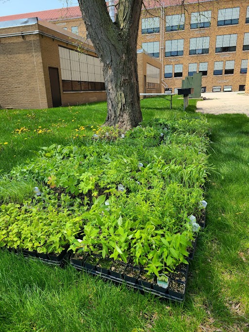The Maine East Ecology Club is hosting a native plant sale on Friday, May 13 (4-6 p.m.) and Saturday, May 14 (9 a.m.-noon).  There will be almost 50 species of native flowers, grasses, and sedges for sale. east.maine207.org/news/maine-eas…