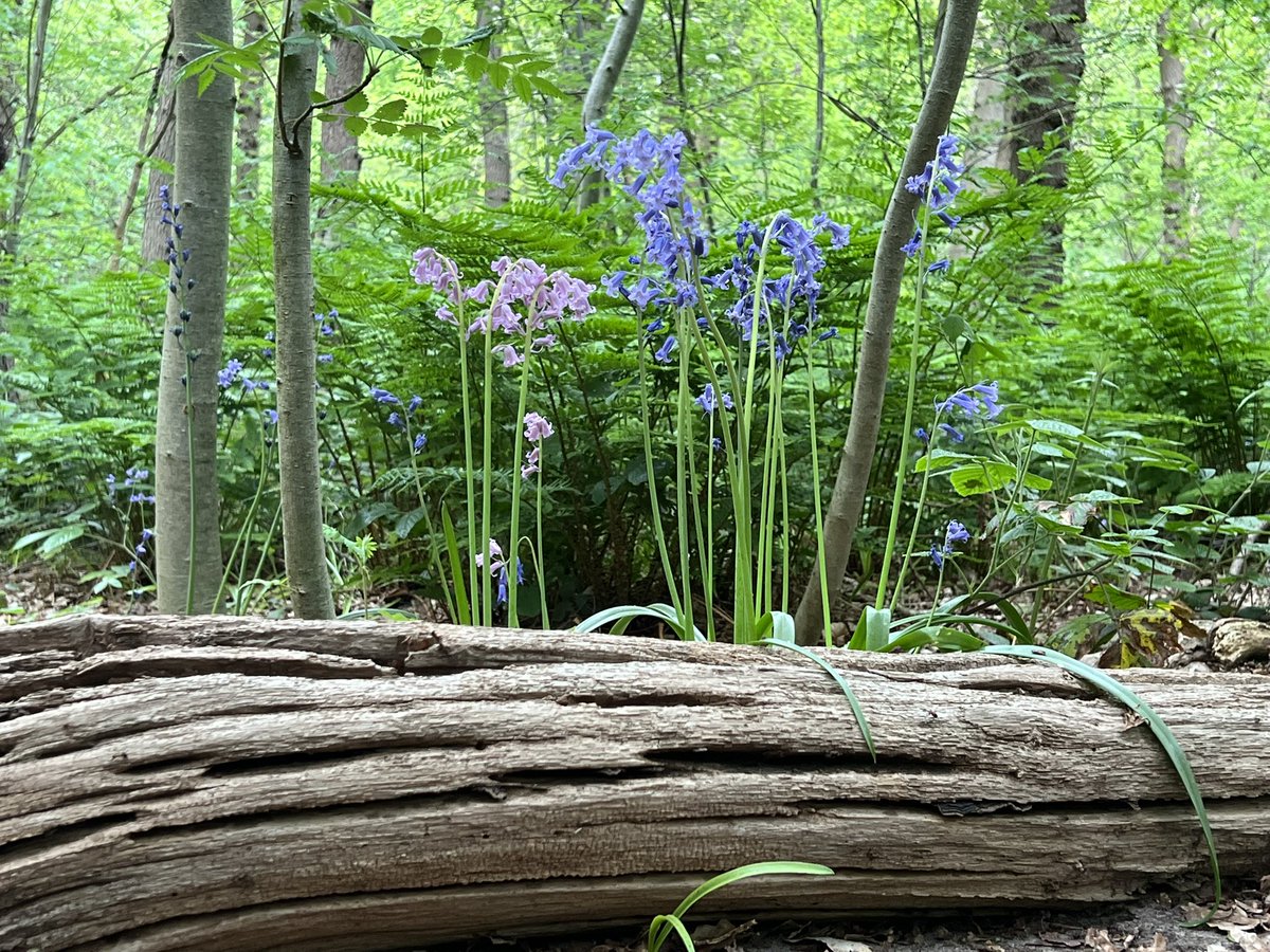 WurfTwain's tweet photo. Vandaag het hyacintenbos ontdekt in Den Haag. Schoonheid dicht bij huis. Dat ik dit niet eerder wist. #hyacintenbos #denhaag #ockenburg https://t.co/qrcDsxTQWq