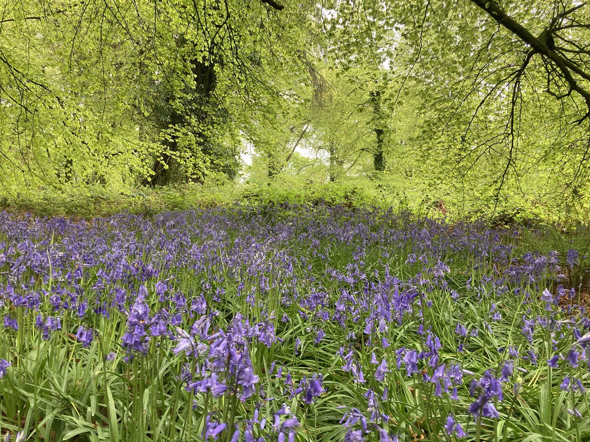 Silver_Cloud_47's tweet photo. @StormHour @barrabest @WeatherCee @angie_weather #weatherni #stormhour @BelfastHourNI #helenstower bluebell season https://t.co/UqQZGSXTzm