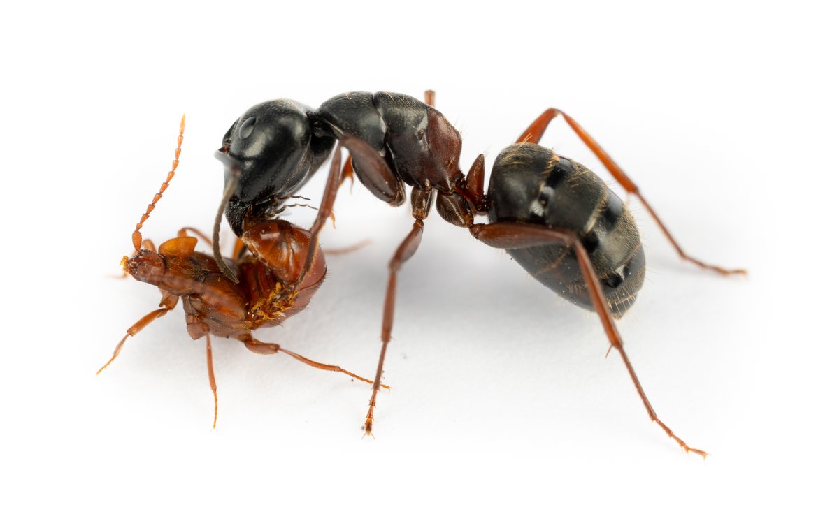 A Xenodusa rove beetle with its Camponotus host ant, collected by @Pselaphinae and <a href="/JordanRainey3/">Jordan Rainey</a> in Montana. Such a joy to photograph this incredible symbiont. <a href="/NaragonTom/">Tom Naragon</a> and I have dreamed of finding this beetle many times.