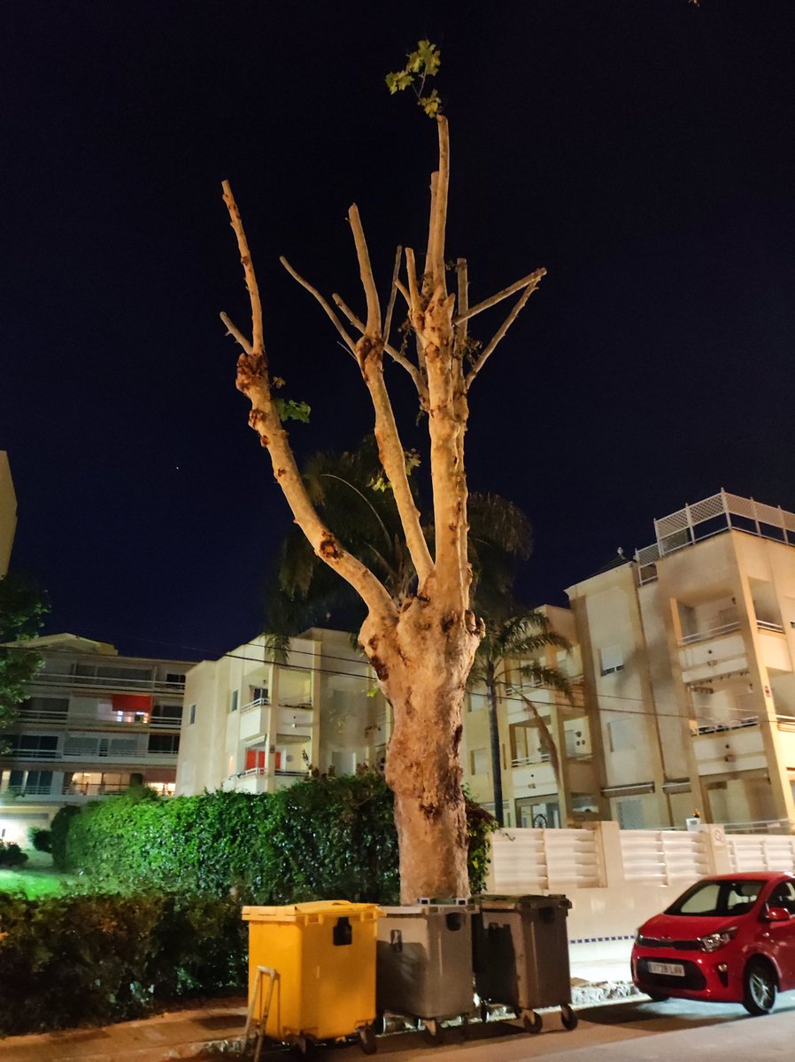 <a href="/StopArboricidio/">LosVigilantesDeLosÁrboles</a> <a href="/jardinesLPGC/">Parques y Jardines LPGC</a> <a href="/Imedinamonte/">Inmaculada Medina</a> <a href="/Torremolinos_PP/">PPTorremolinos</a> <a href="/Torremolinos_On/">Torremolinos Informa</a> <a href="/PSOETorremolino/">PSOETorremolinos</a> <a href="/podemostorrolex/">PODEMOS Torremolinos</a> <a href="/TvTorremolinos/">Torremolinos Tv</a> Poda radicales en Torremolinos en primavera, cuando anidan las aves
 ¿Me os gorriones? #Torremolinos #arboricidio #nopodasenprimavera #gorriones #extinciongorriones