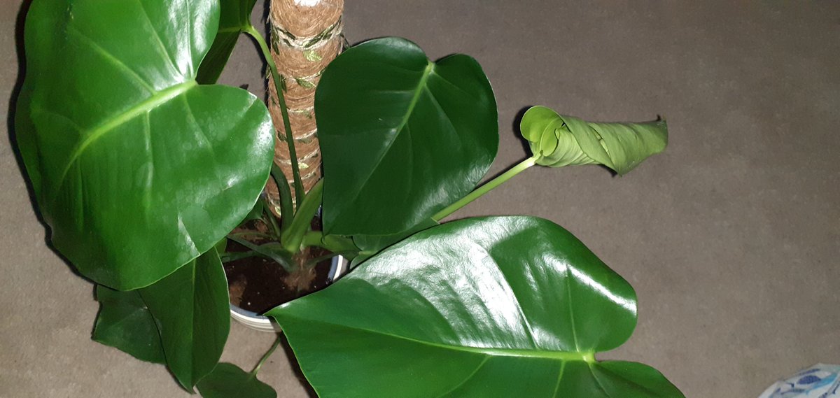 DJCNotebooks's tweet image. #HouseplantHour Starting to fenestrate 😍 #MonsteraDeliciosa